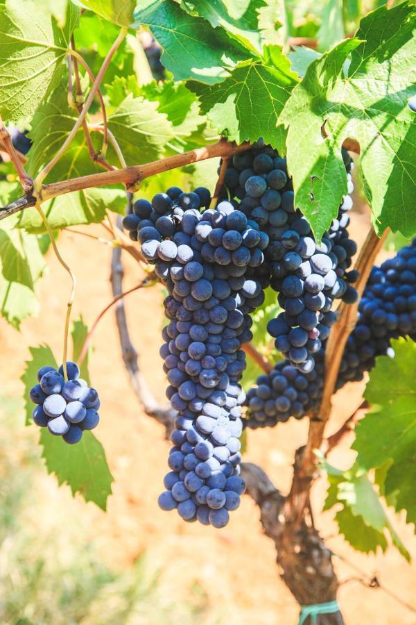 Case Vacanza Podere Risoino بودجيبونسي المظهر الخارجي الصورة