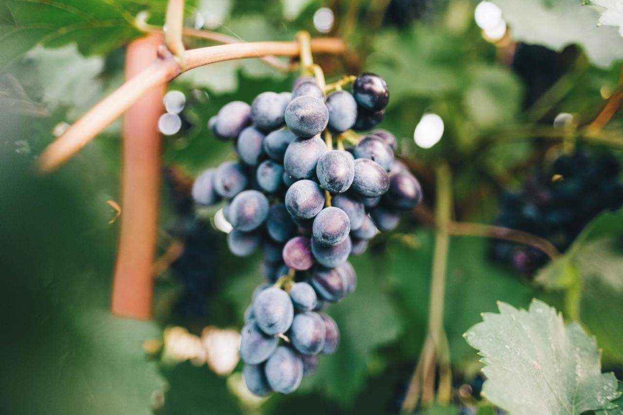 Case Vacanza Podere Risoino بودجيبونسي المظهر الخارجي الصورة